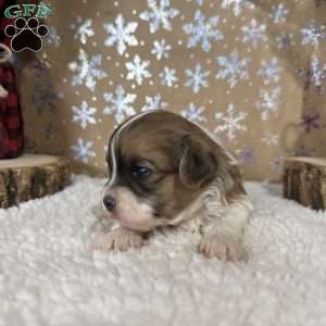 Wrangler, Shih-Poo Puppy